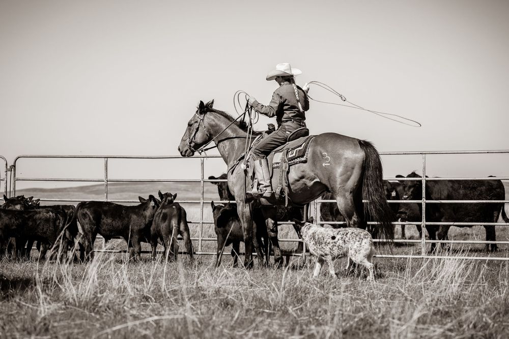 Monochrome image of rancher on horseback working with cattle.