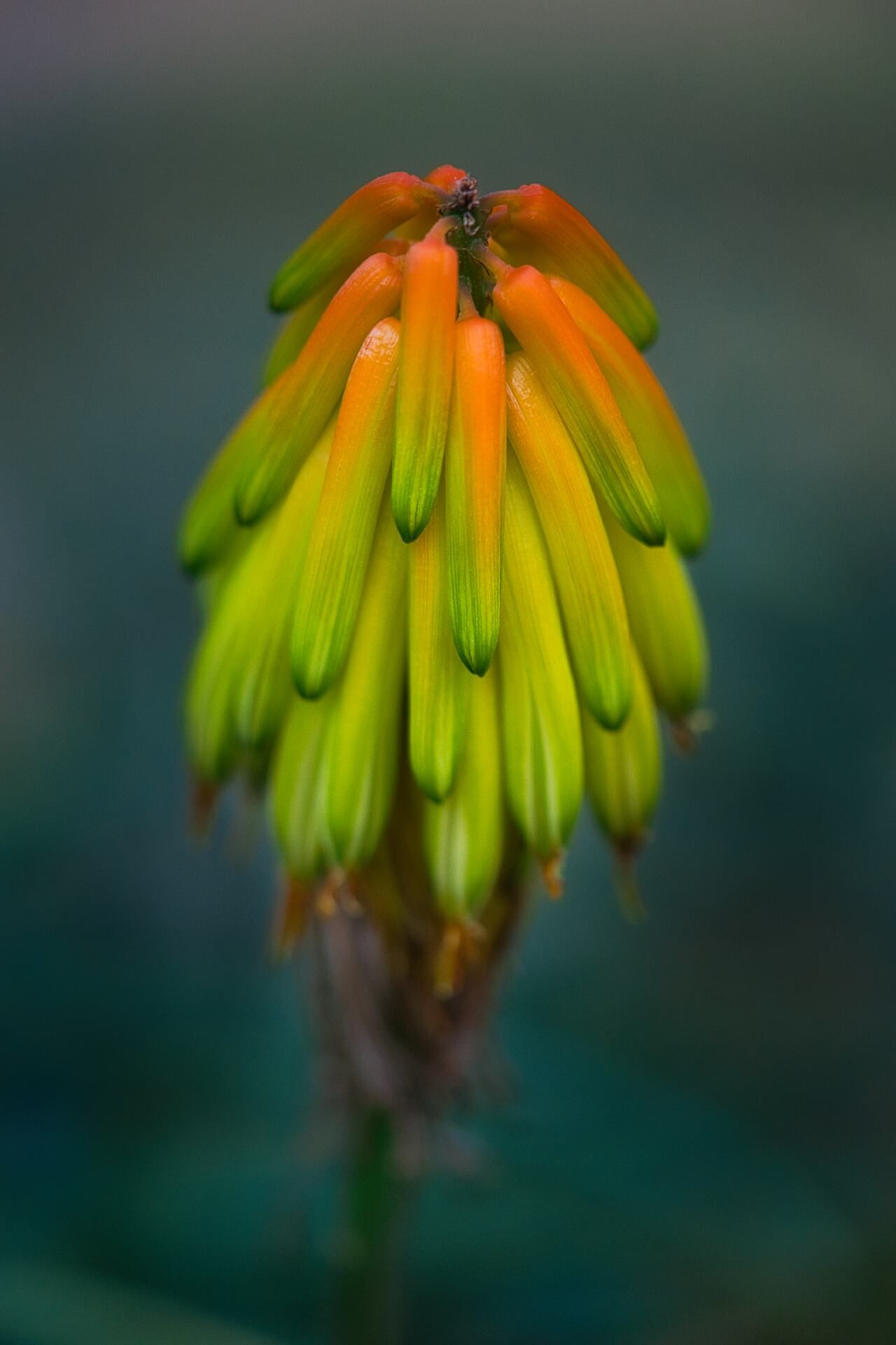 Macro photograph of a flower in the Calella botanical Garden in spain.