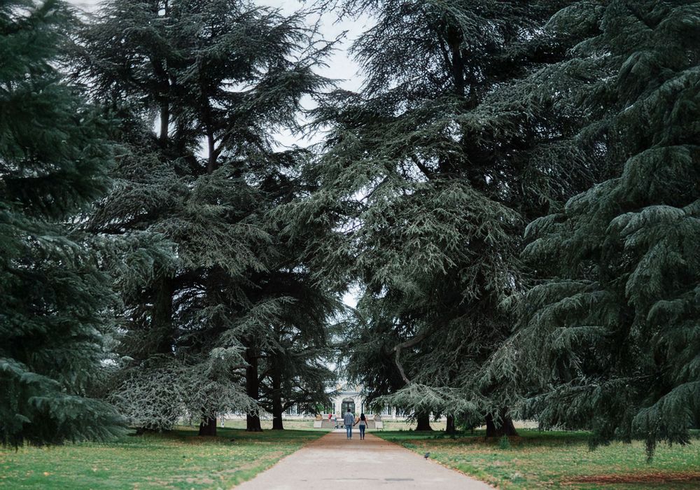 Eight wide landscape photos showing a majestic path lined with towering evergreen trees leading to a grand estate.