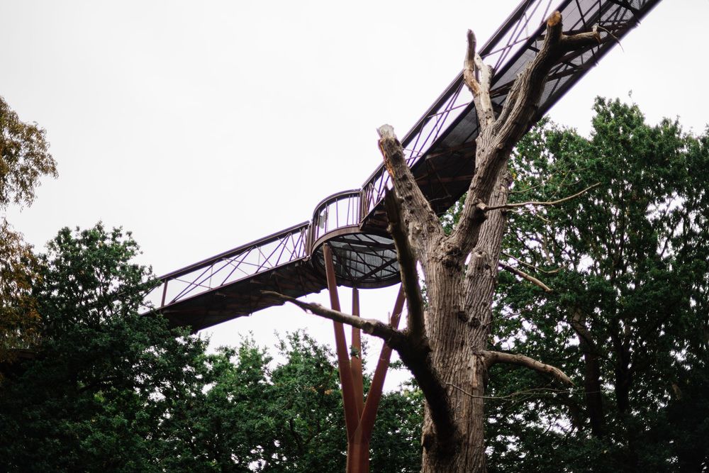 A row of trees with brown metal beams running horizontally between them in an outdoor setting at twilight.