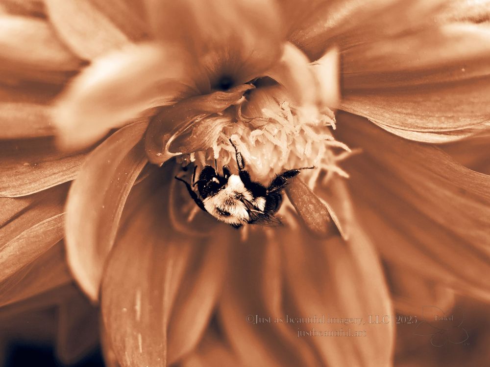 Faded photo of flower and bee.