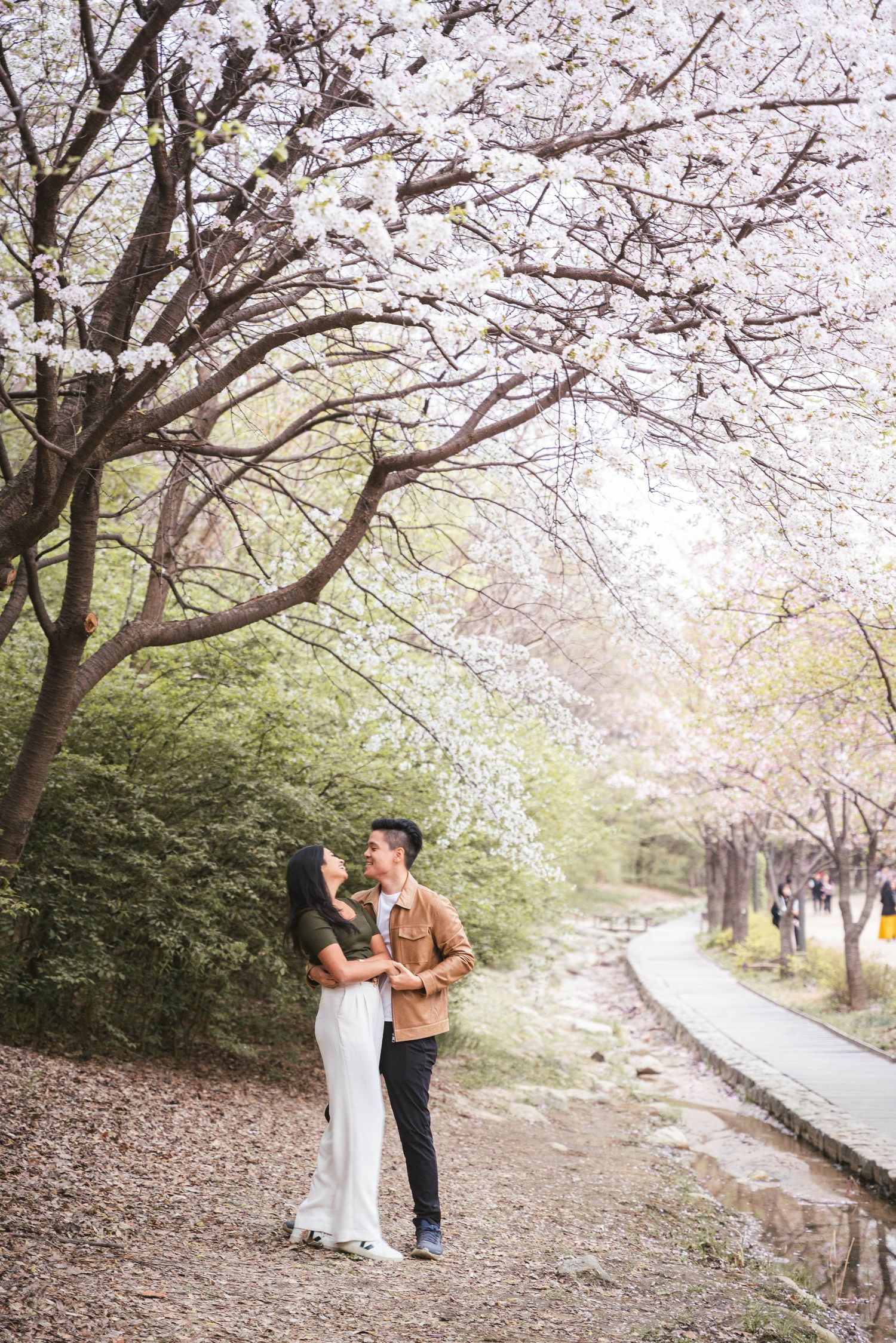 A couple shares romantic moments under blooming cherry blossom trees along a peaceful spring pathway.