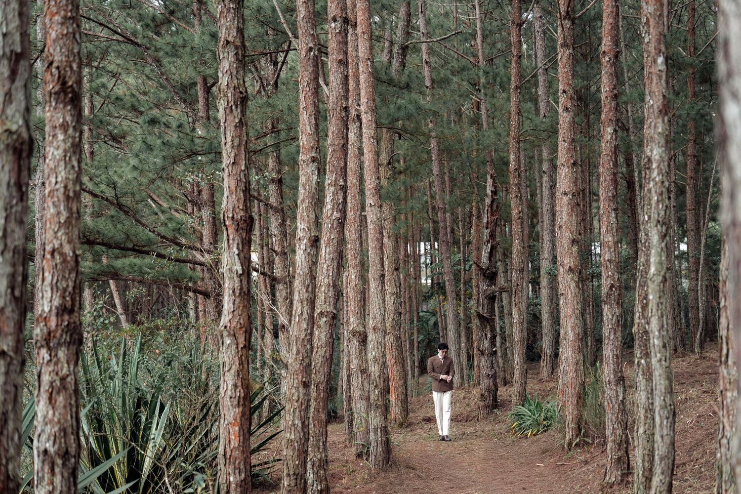 Person walking alone on a serene pine forest trail surrounded by tall trees.