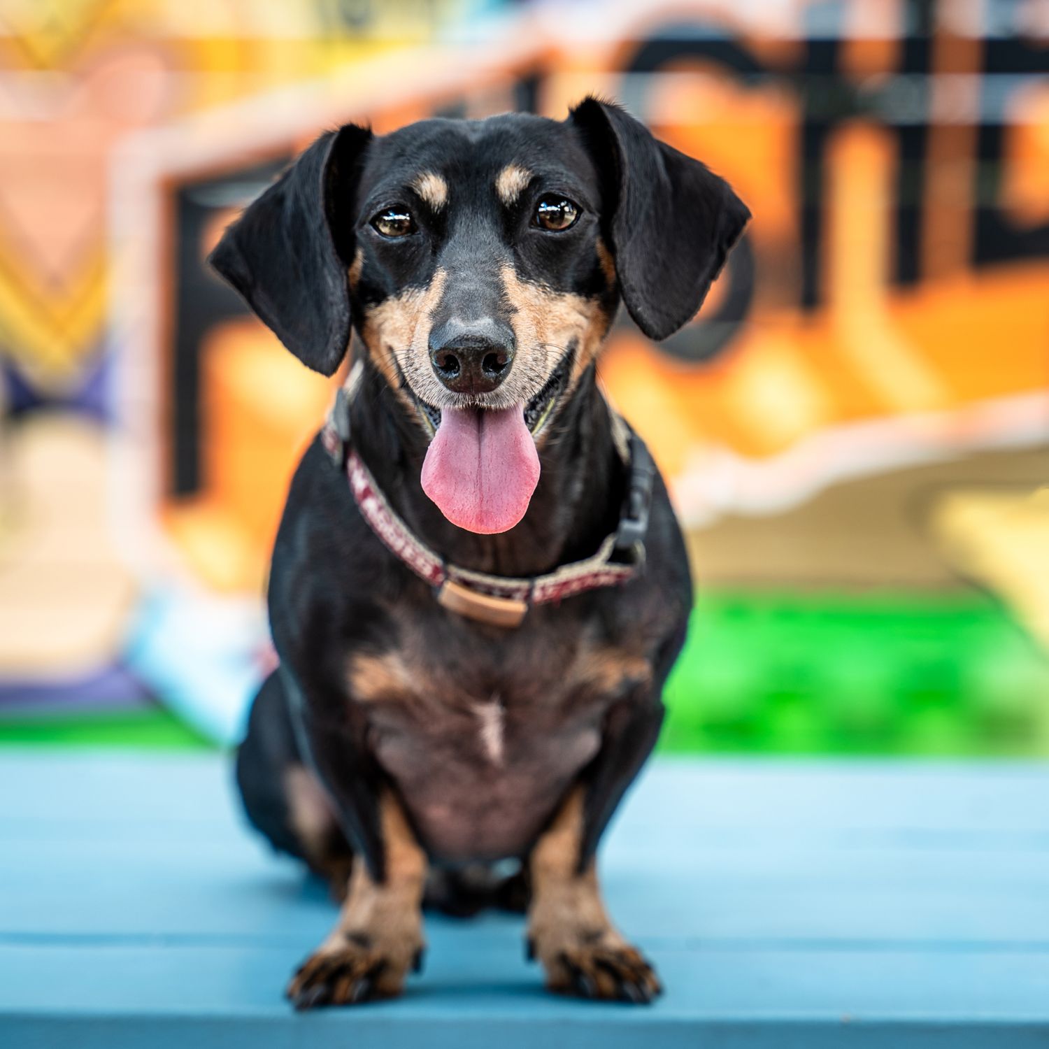 Happy dachshund dog with black fur and pointy ears shown in series of playful poses against colorful backgrounds.