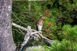 Green Herron