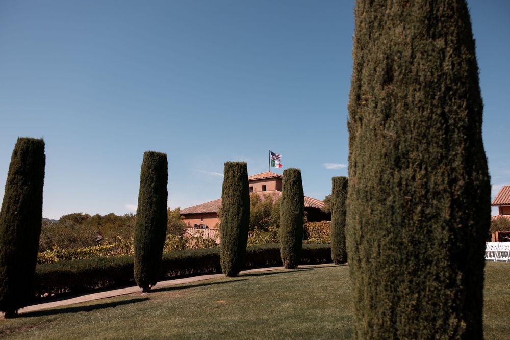 Row of tall cypress trees casting long shadows on a grassy hillside against a bright blue sky.