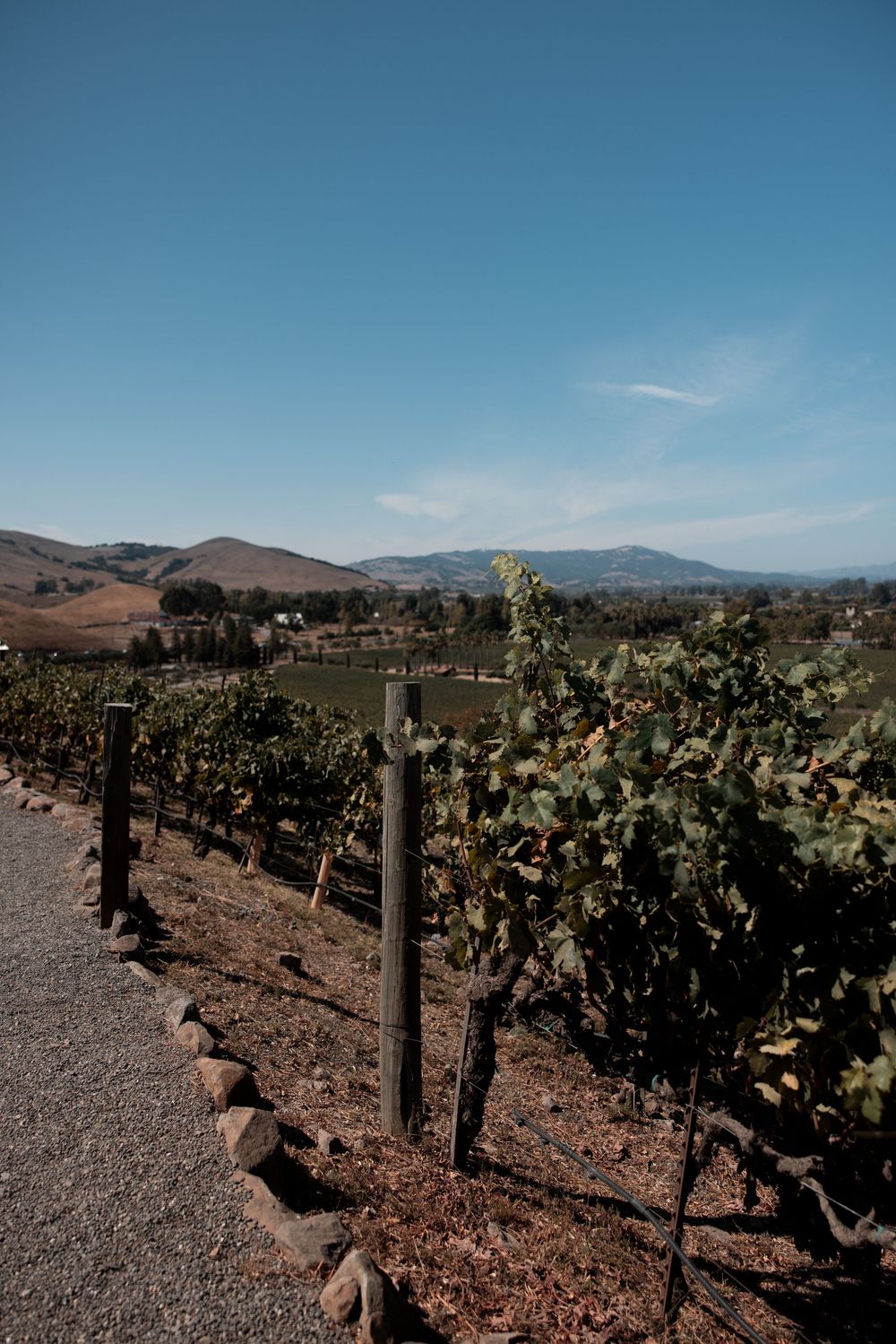Rows of grapevines stretch across rolling hills under a bright blue sky in a California wine country landscape.