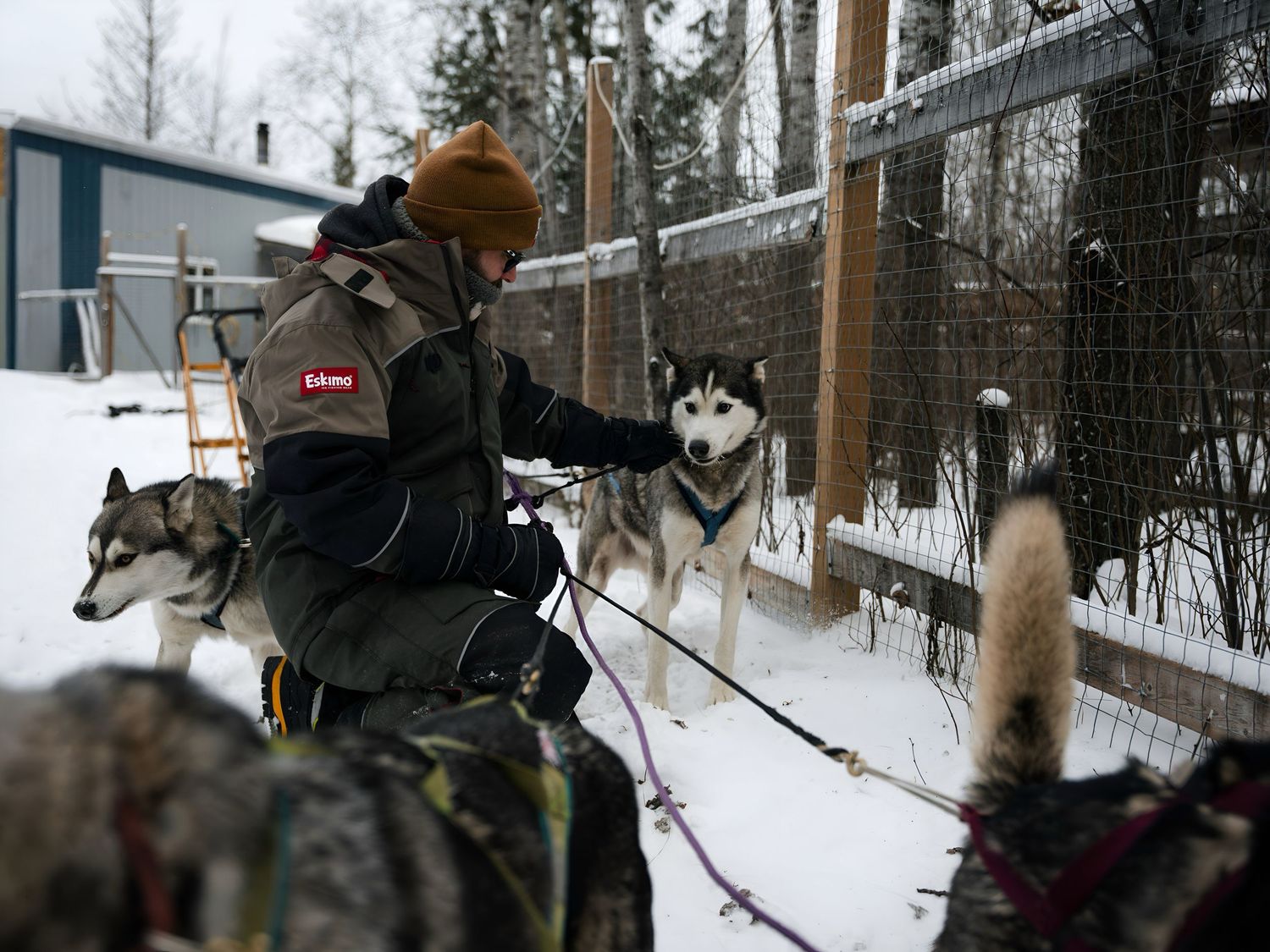A team of Siberian huskies pulling a sled through a snowy winter forest trail.