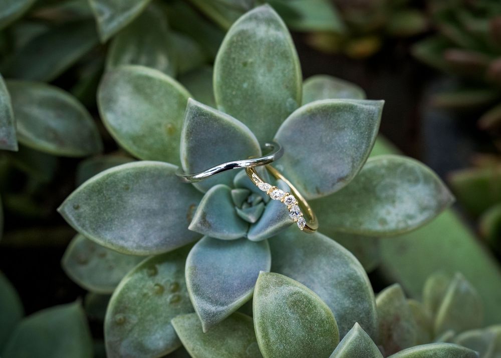 Two wedding rings, one silver and one gold with diamonds, resting on a succulent plant.