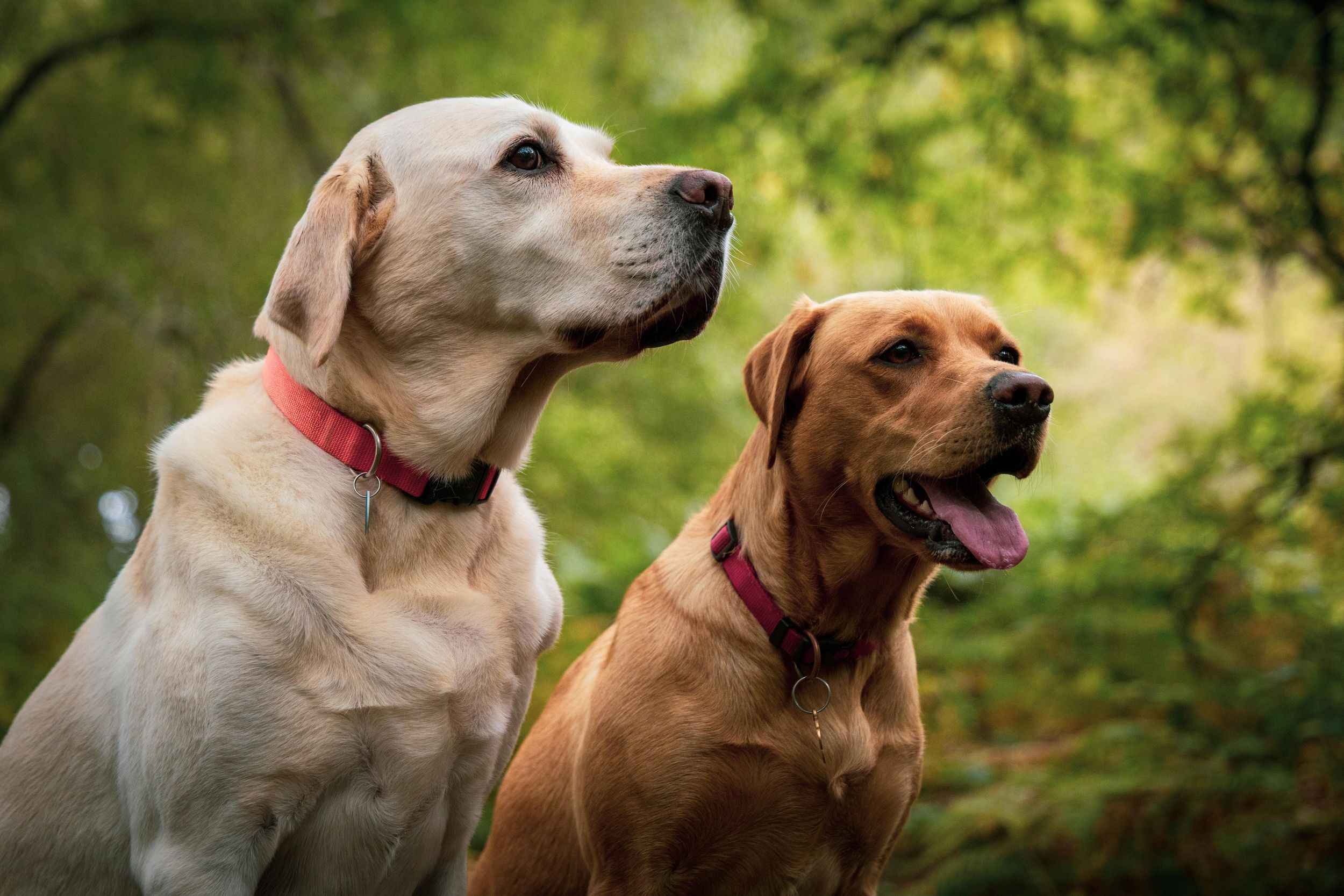 Golden Labrador and Brown Labrador Ditchling common posing in forest from Beautiful Pet Portraits