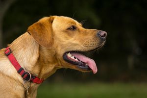Portrait of Brown Labrador Ditchling common from Beautiful Pet Portraits
