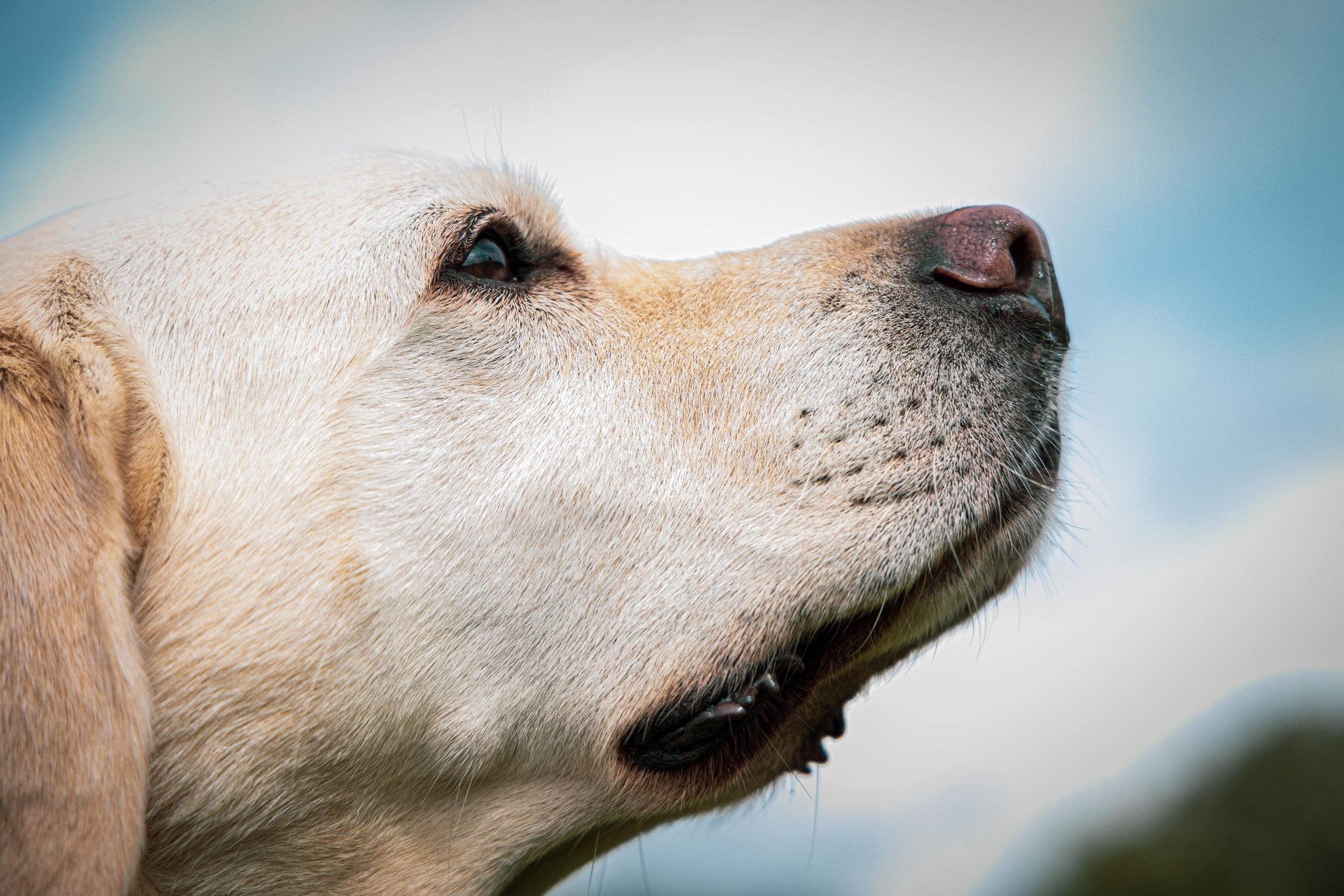 Close up of Golden Labrador looking up to the sky from Beautiful Pet Portraits