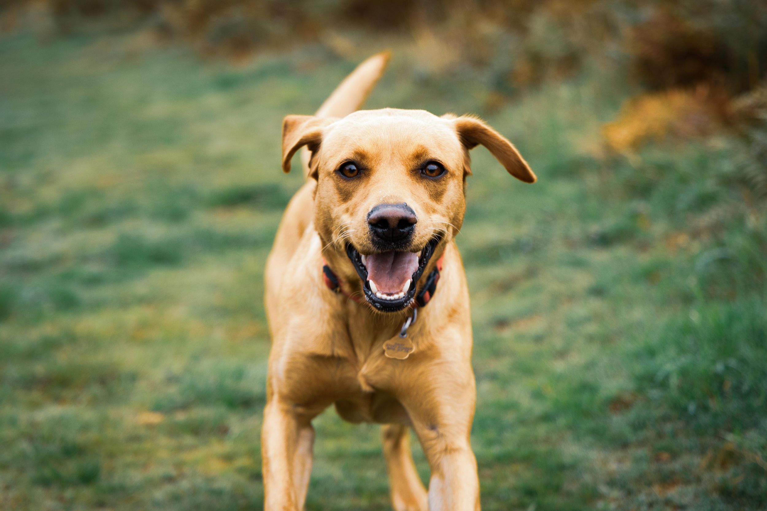 Portrait of Brown Labrador running towards camera Ditchling common from Beautiful Pet Portraits