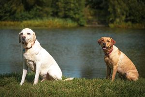 Golden Labrador and Brown Labrador Ditchling common posing in front of lake from Beautiful Pet Portraits