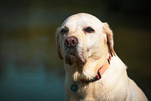 Portrait of Golden Labrador Ditchling common from Beautiful Pet Portraits