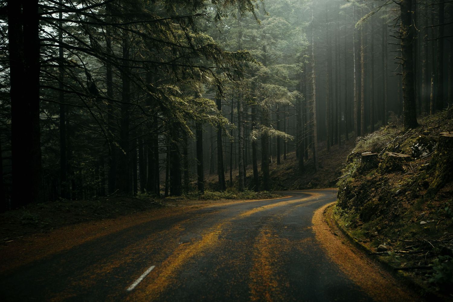 Misty forest road curves through tall evergreen trees with golden sunlight filtering through.