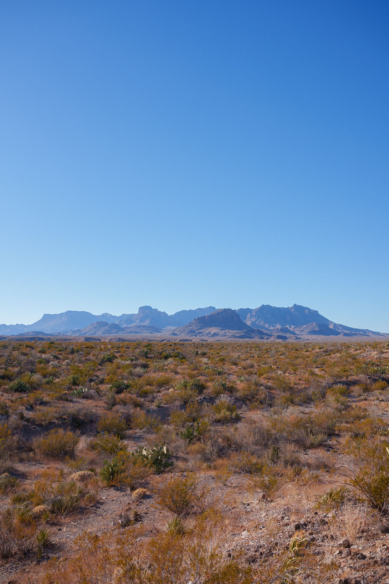 Desert landscape with rugged mountains on the horizon and scattered desert vegetation in the foreground under clear blue skies.