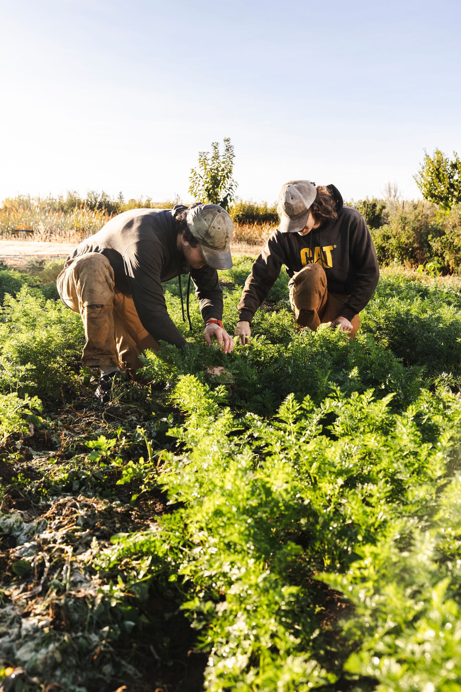 People harvesting fresh vegetables from a lush green garden on a sunny autumn day.