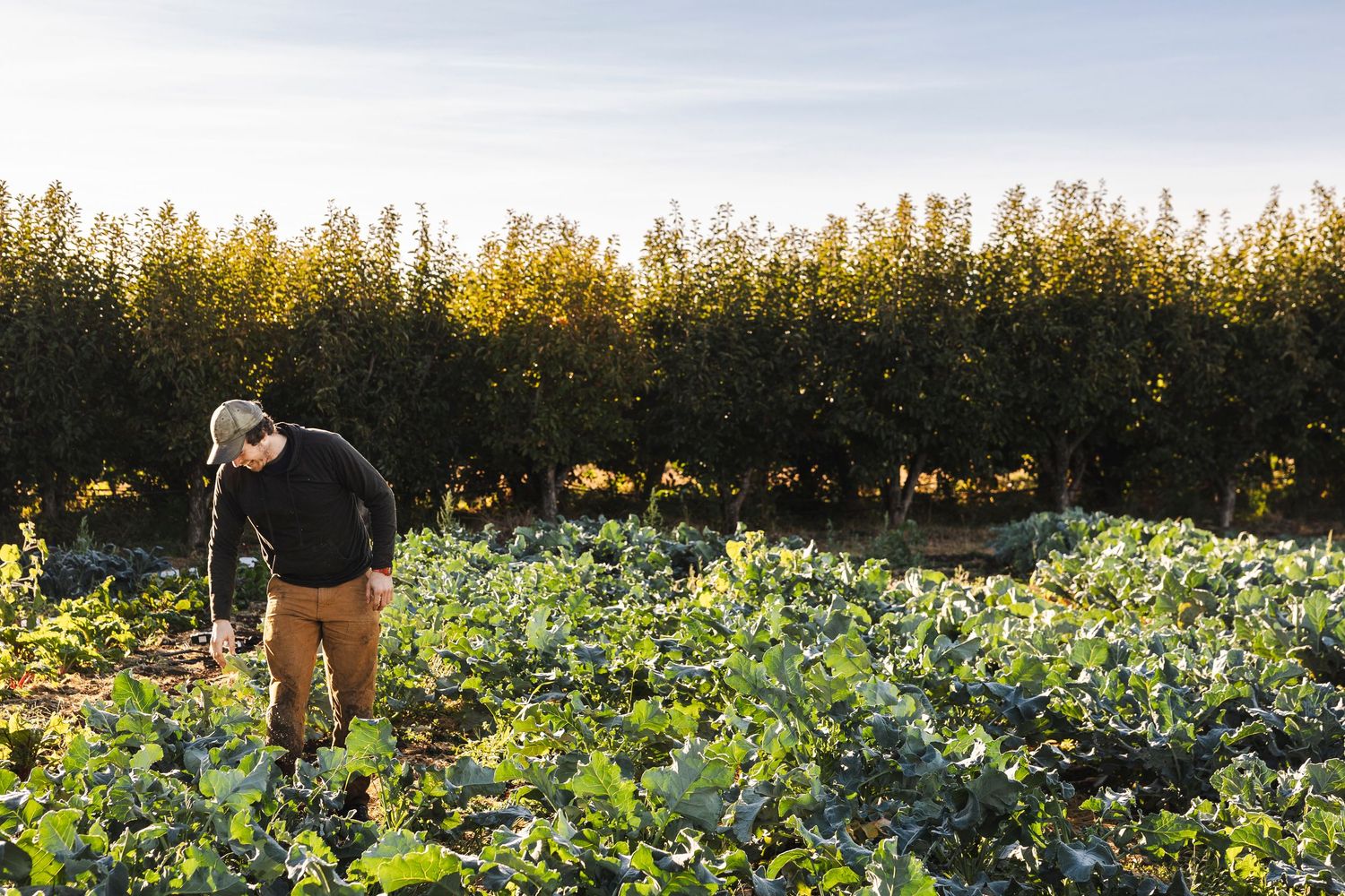 A person walks through a lush green field of vegetables at sunset, inspecting the healthy crop growth in golden light.