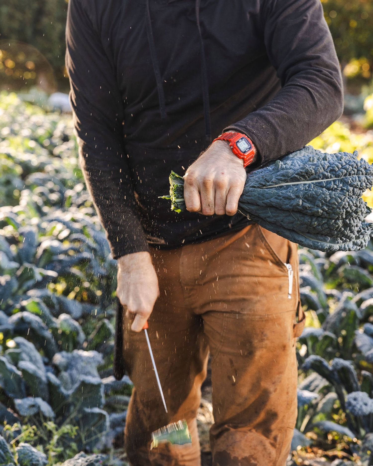 Person wearing brown pants demonstrates watering plants in a vegetable garden with a hose spray nozzle.