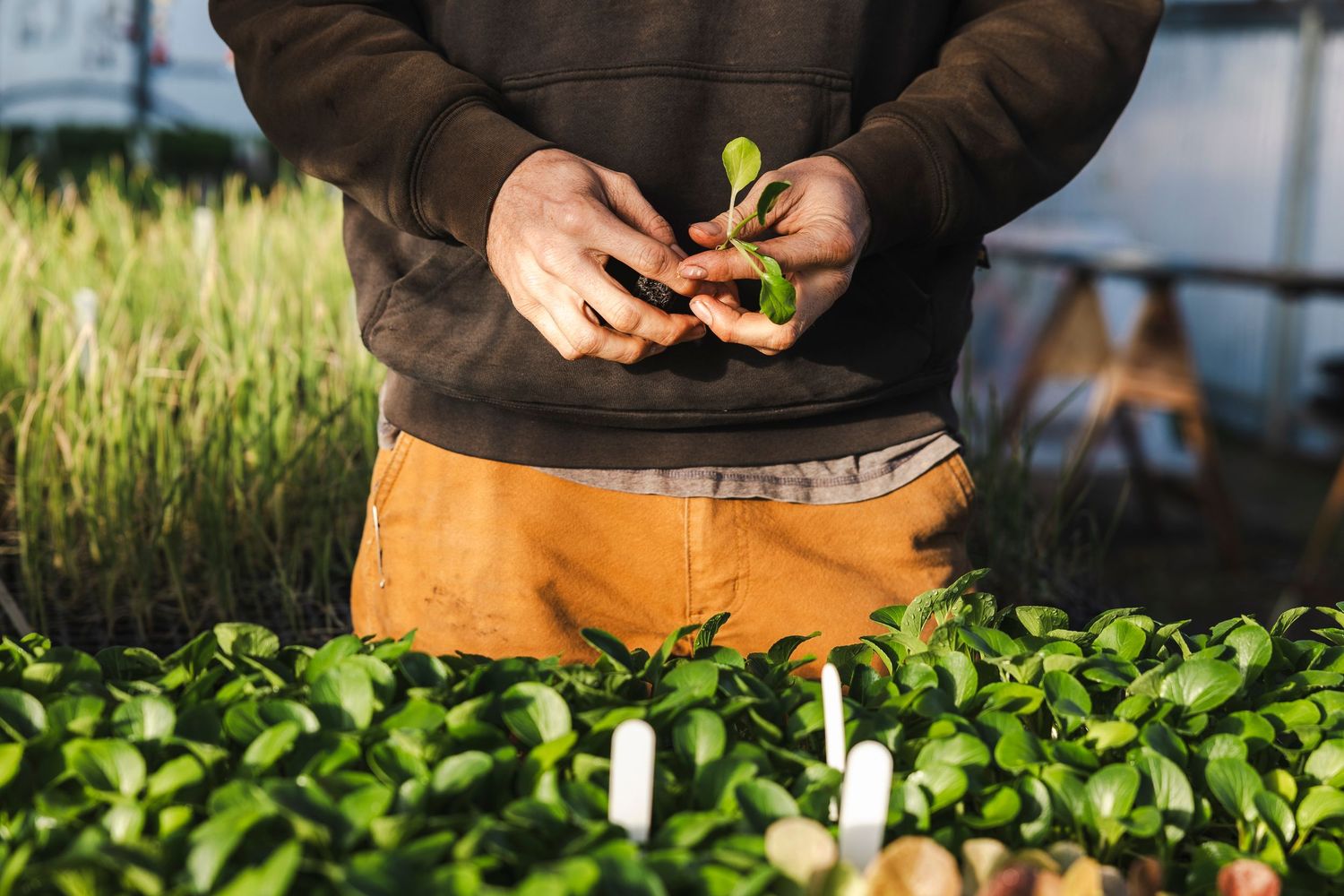 Close-up of hands harvesting fresh green vegetables from a garden during sunset.
