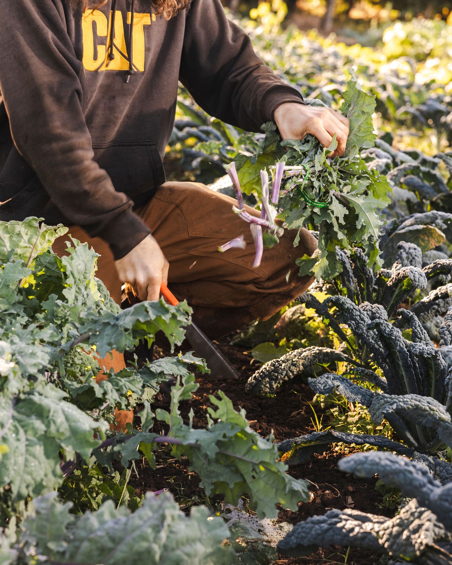 Close-up shot of hands harvesting fresh kale leaves from a garden in autumn sunlight.