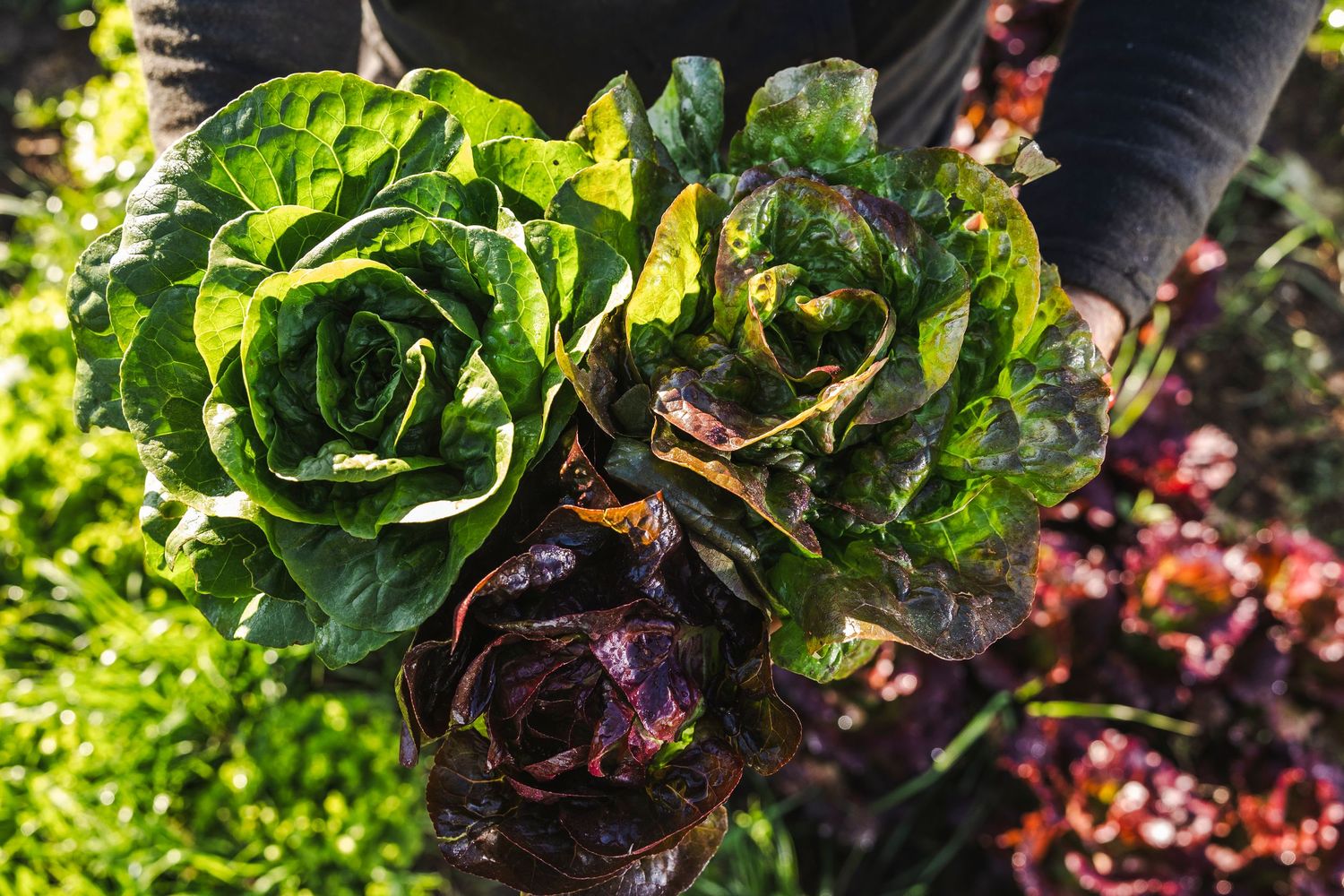 Fresh lettuce leaves and red basil plants growing together in a lush garden setting.