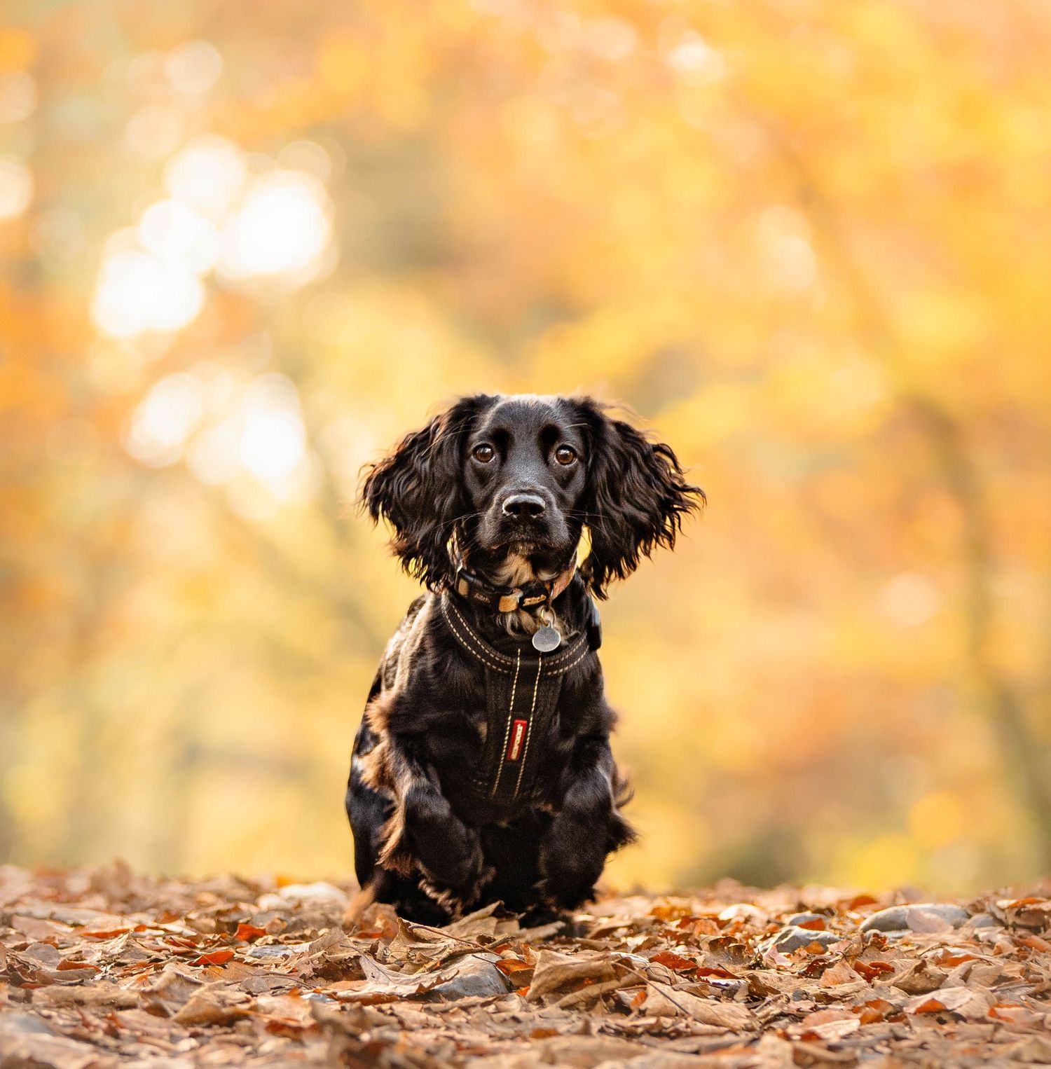 Black dog lying in fallen autumn leaves with warm orange background.