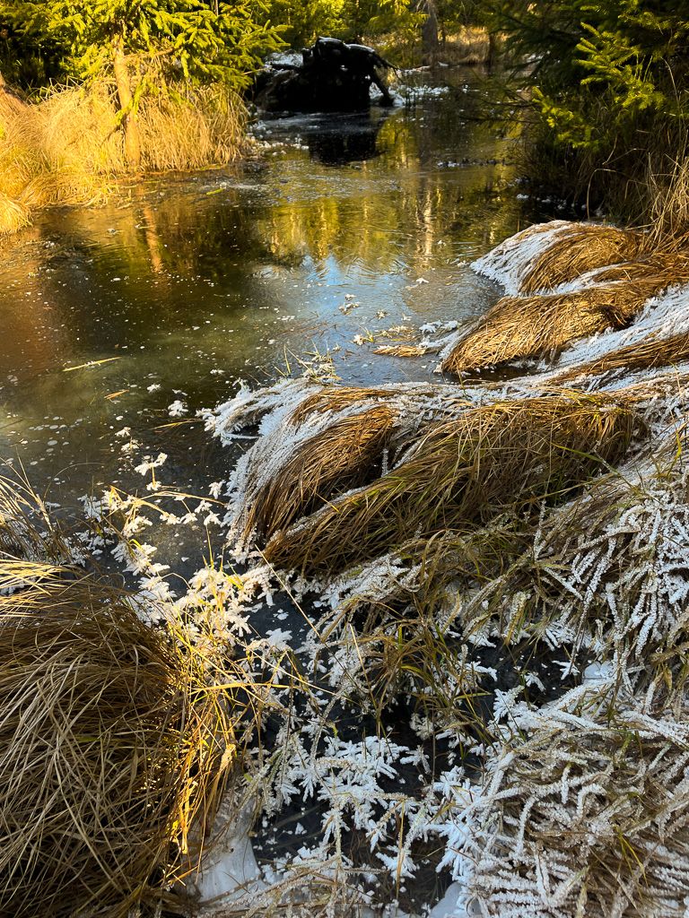 Torfowiska w drodze do Chyżnego