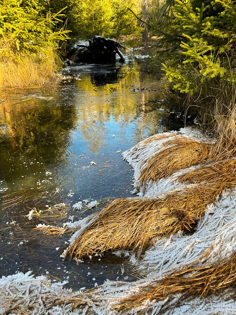 Torfowiska w drodze do Chyżnego
