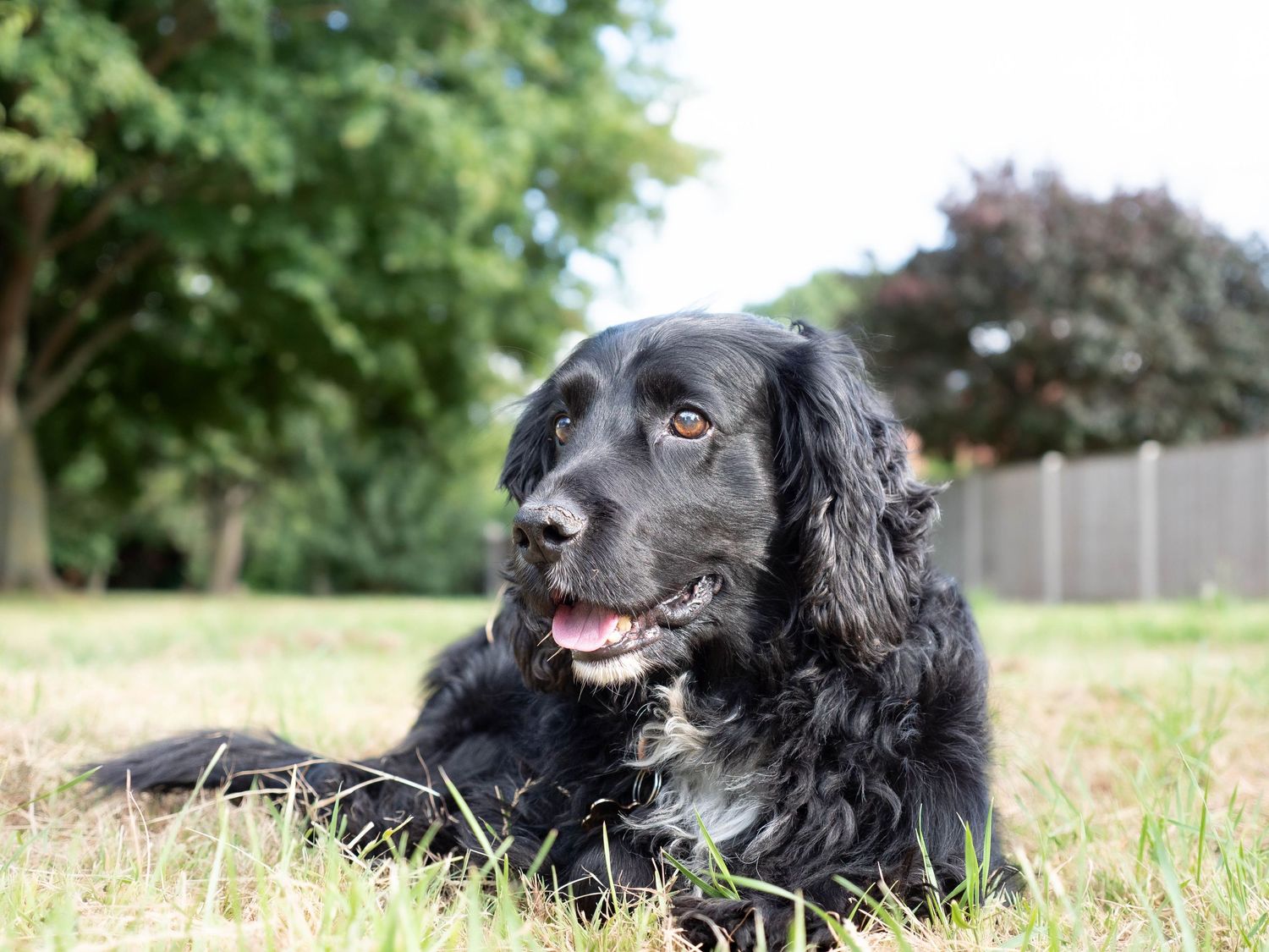 wedding photographer
nottingham photographer
derby photographer
dog photographer
equine photographer