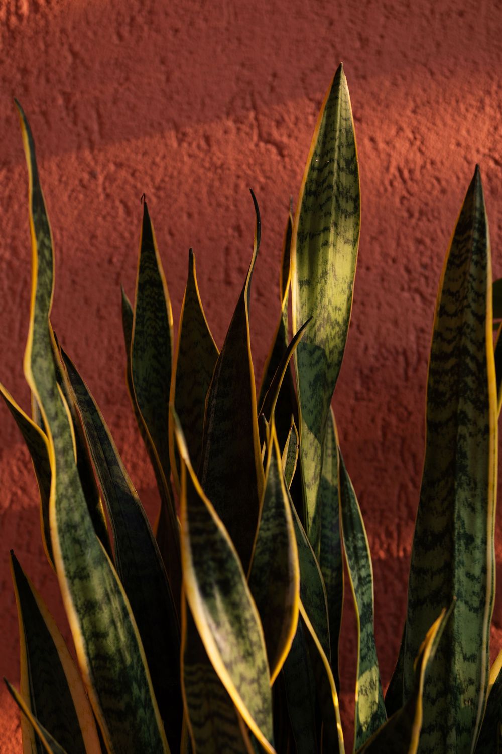 Snake plants with dark green leaves against terracotta wall in dramatic lighting.