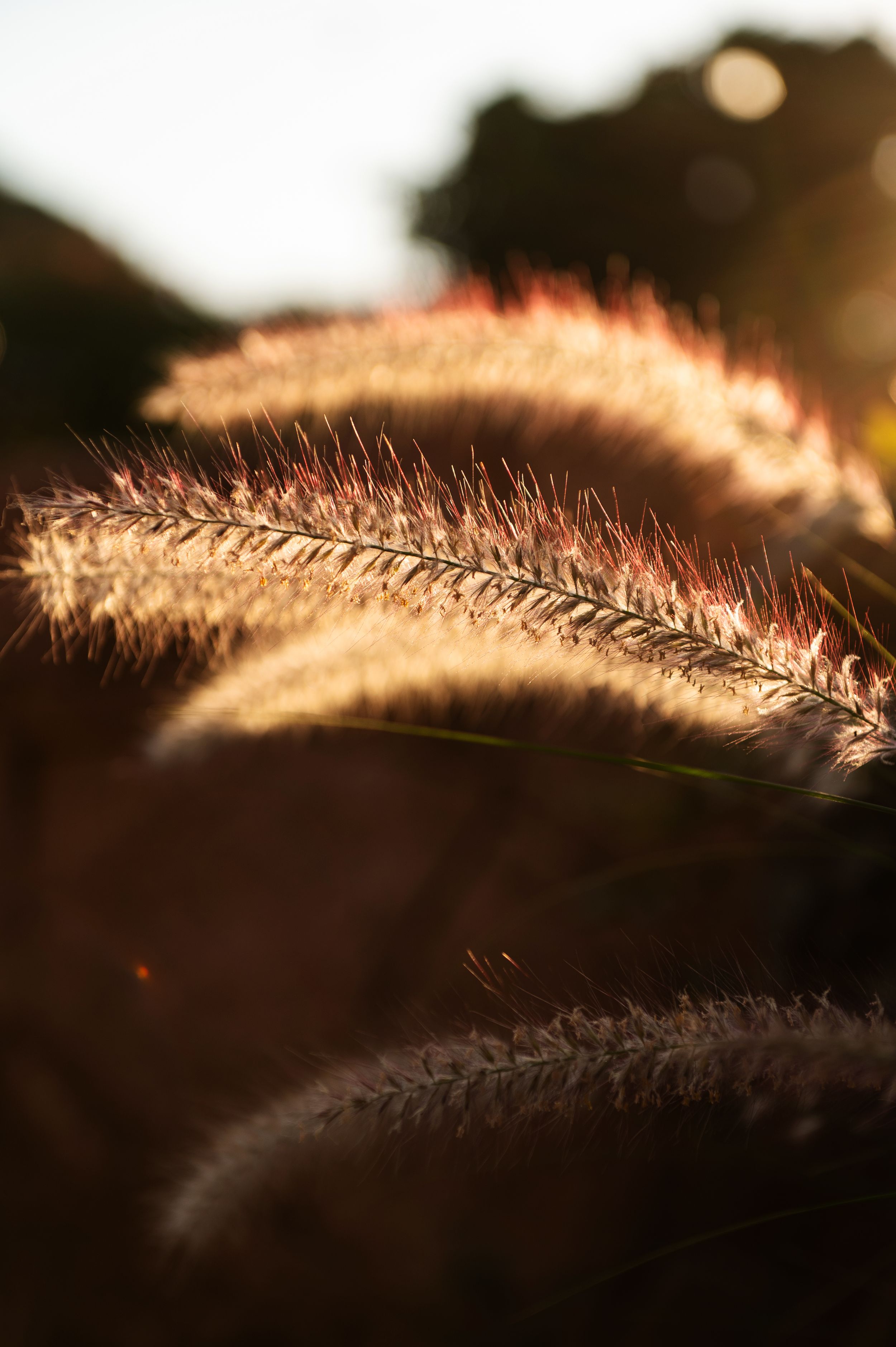 Close-up of illuminated ornamental grass plumes backlit by warm sunset light.