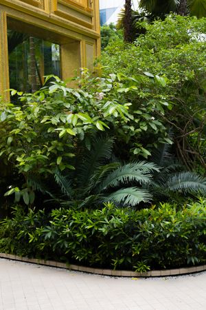 Lush tropical garden with palm fronds and green foliage against a yellow building wall with white paved pathway.