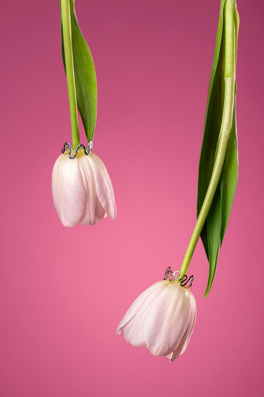 Pink tulips gracefully drooping against a vibrant pink background in a sequential artistic arrangement.