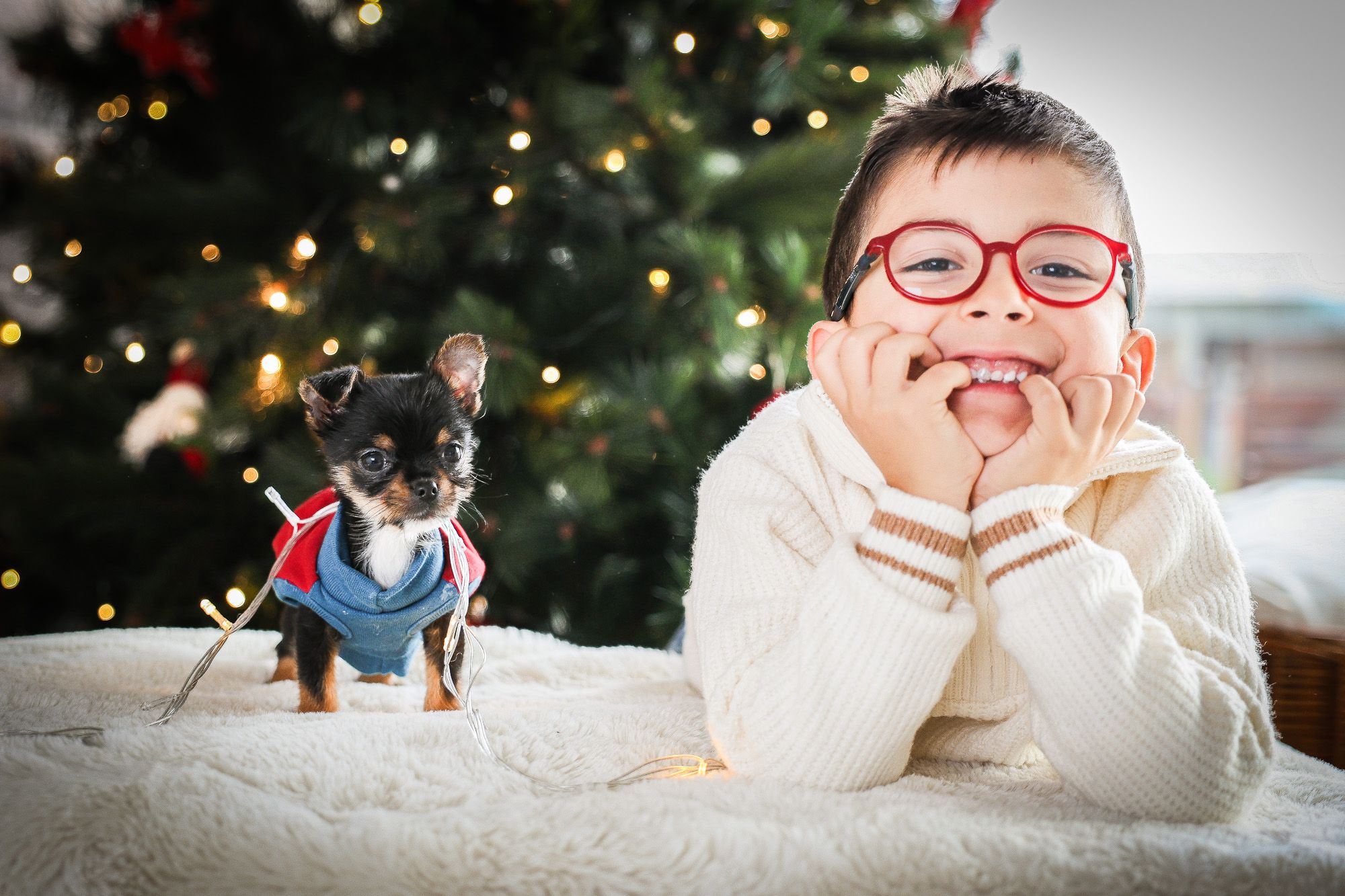Sessão de Natal fotográfica em familia, criança com pequeno cão. Christmas family photo session, boy with little dog