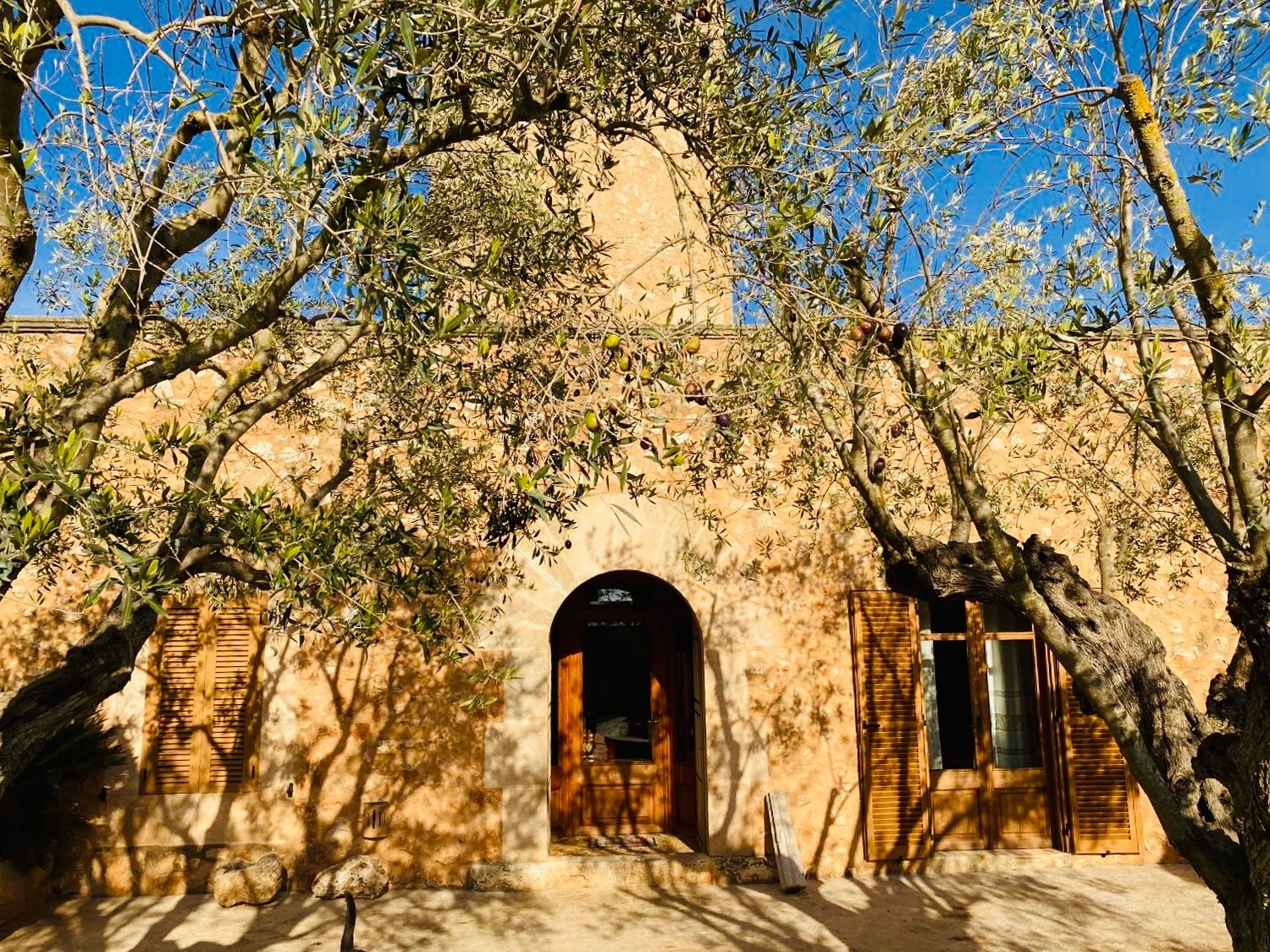 A scenic pathway through olive trees leads to a rustic stone building with arched windows and doorways in warm sunlight.