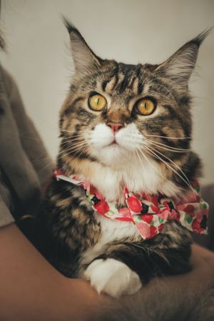 獨寵套餐