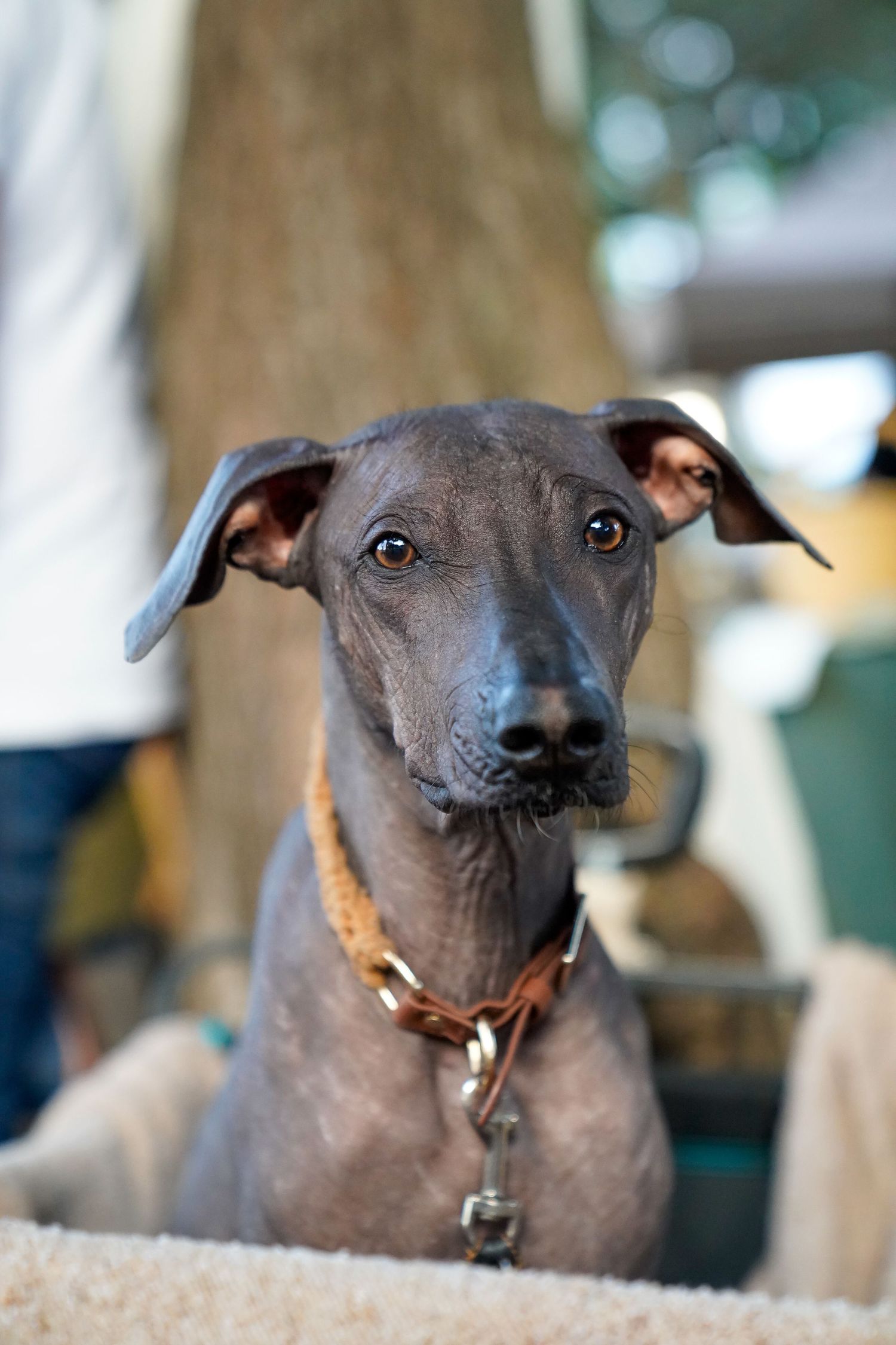 xoloitzcuintli hairless dog