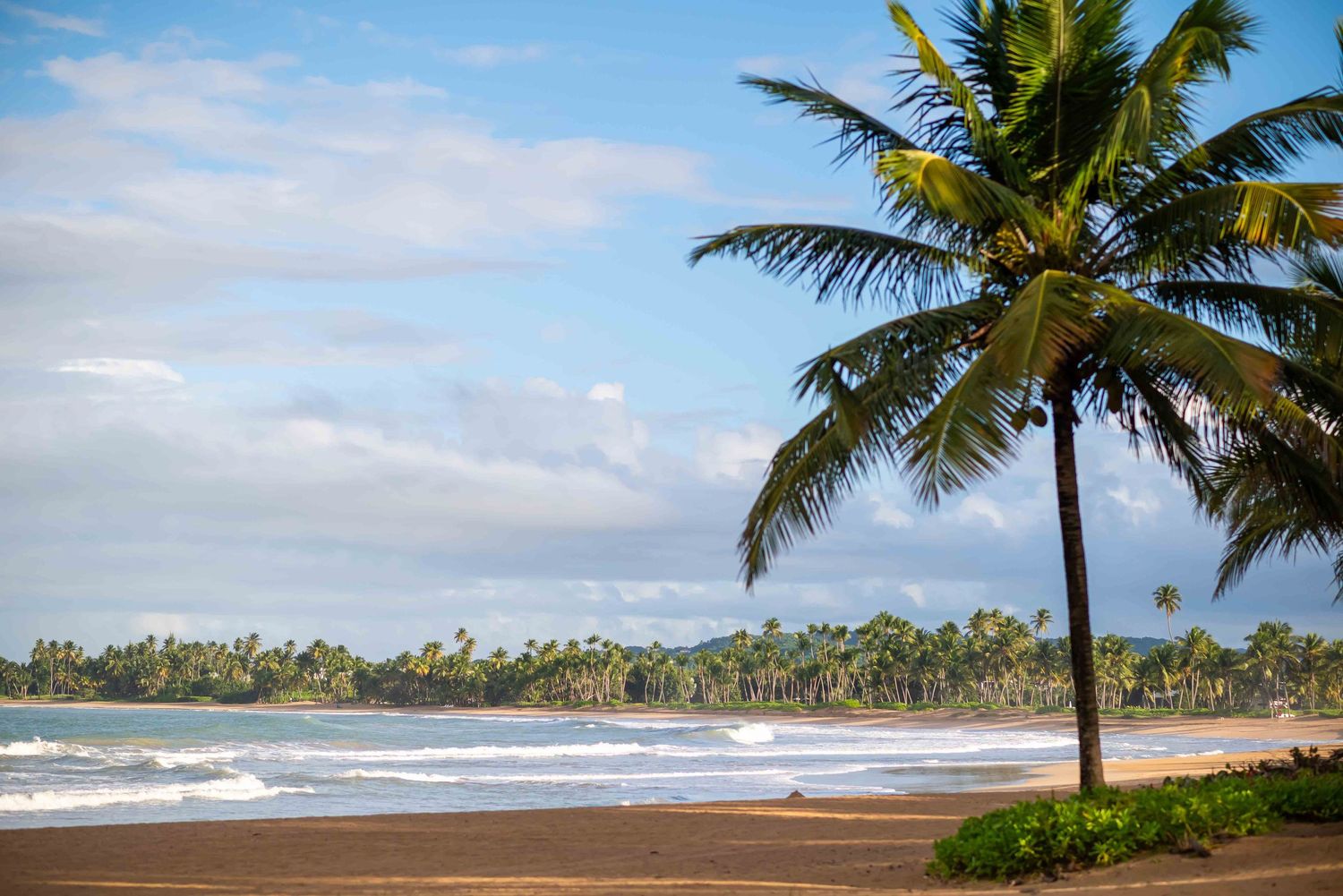 Tropical beach landscape with palm tree and rolling waves under cloudy sky.