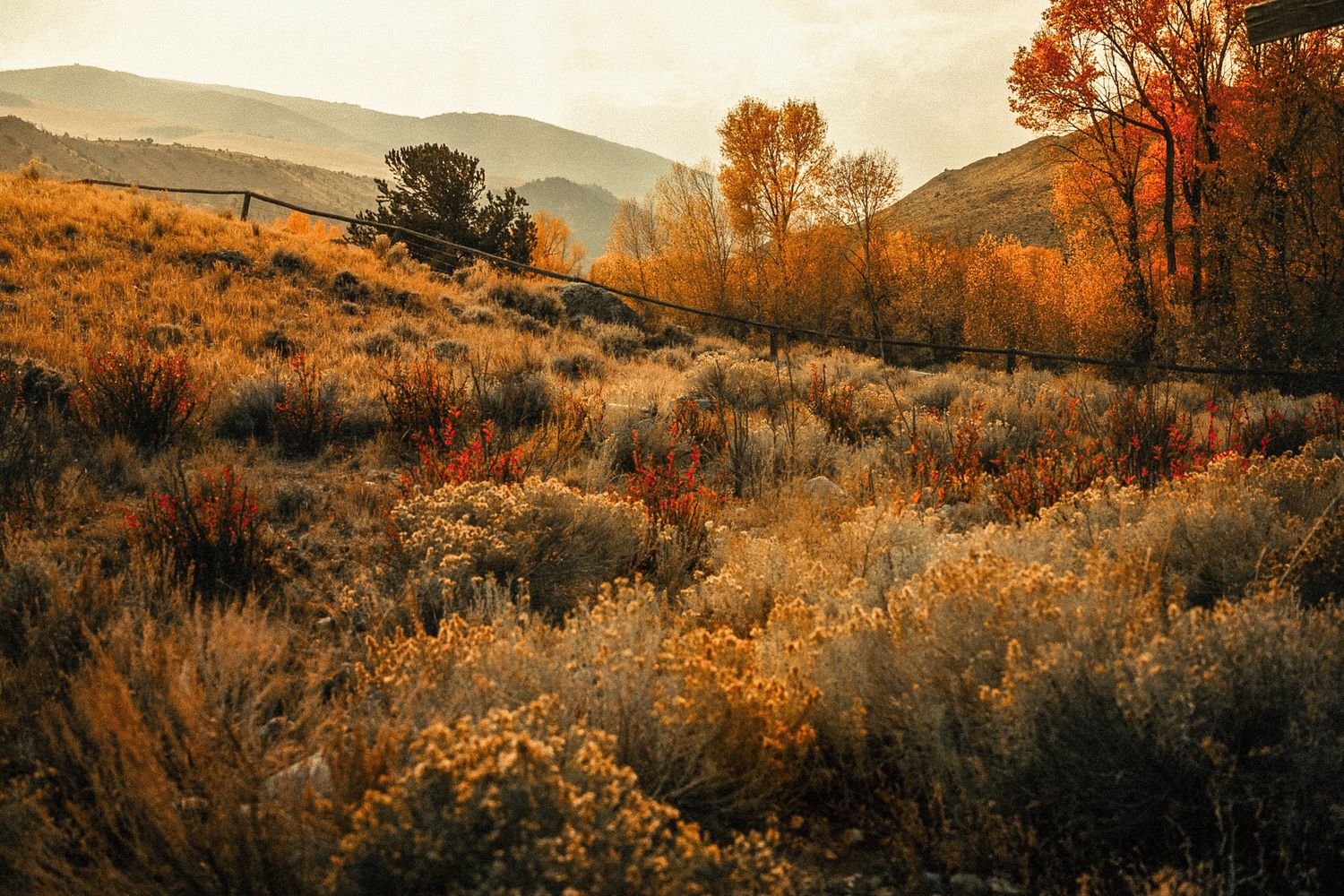 Golden sunlight illuminates autumn foliage across a mountainous desert landscape.