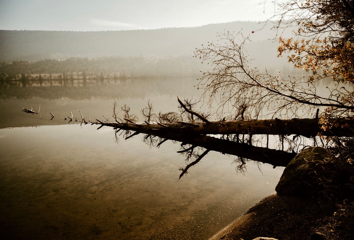 Misty lake landscape with bare tree branches creating silhouettes against foggy water.