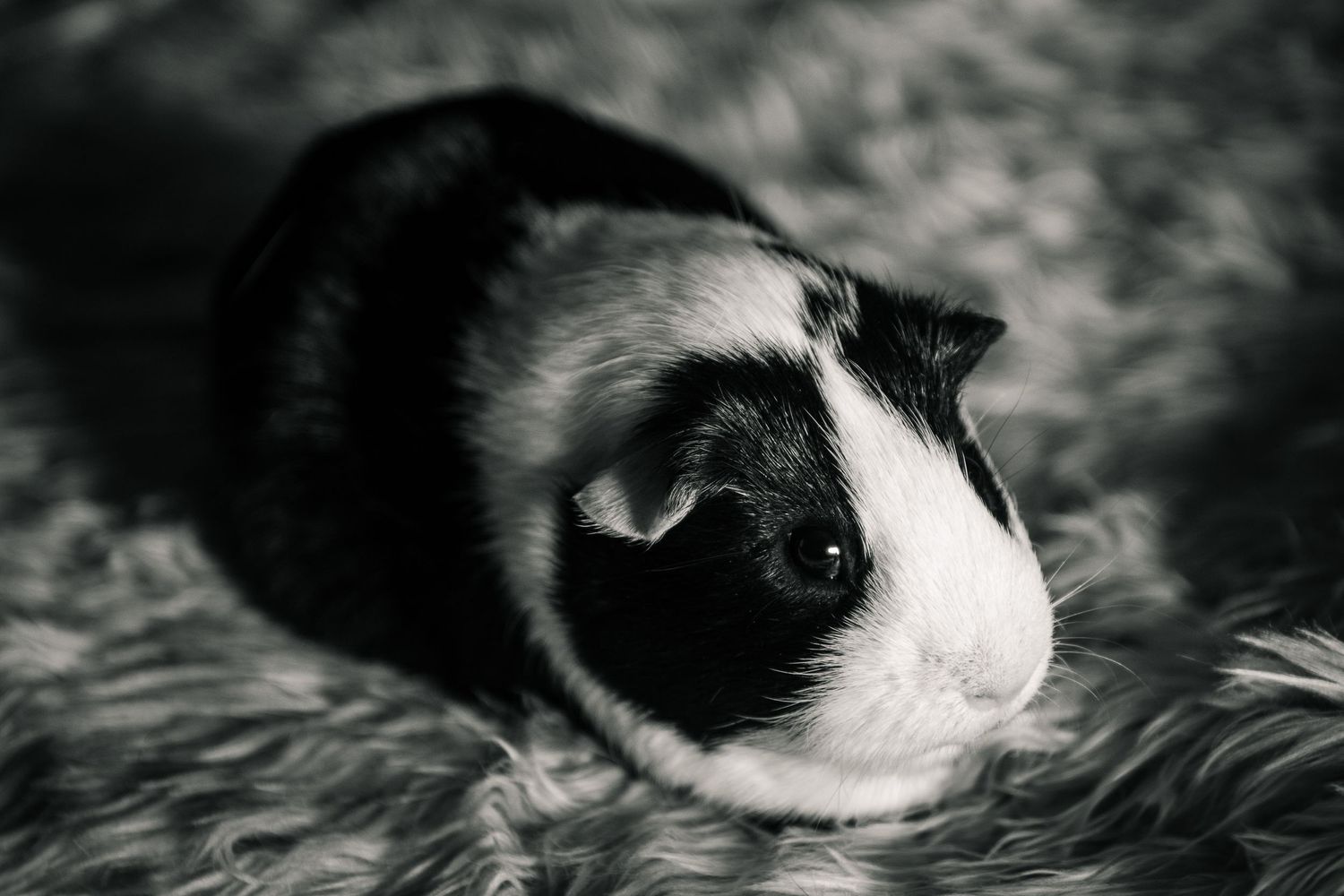 A black and white guinea pig with distinctive facial markings rests on a fuzzy textured surface in monochrome.