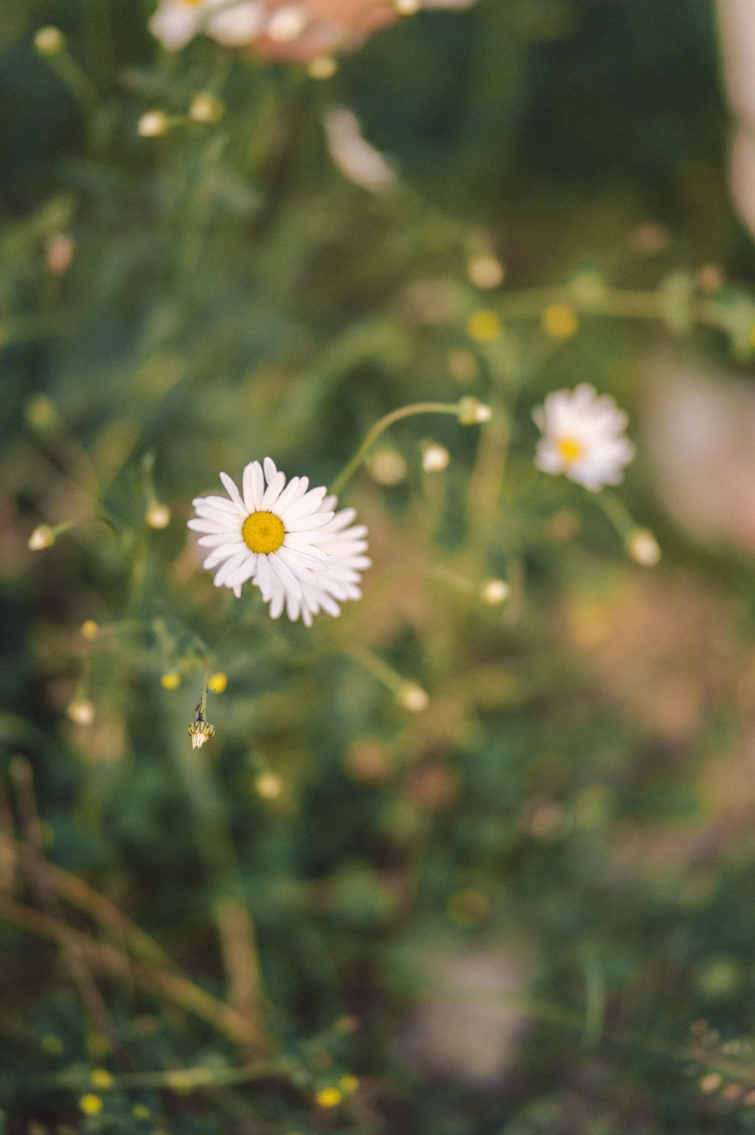 A single white daisy flower blooms among green foliage with soft bokeh effect in natural sunlight.