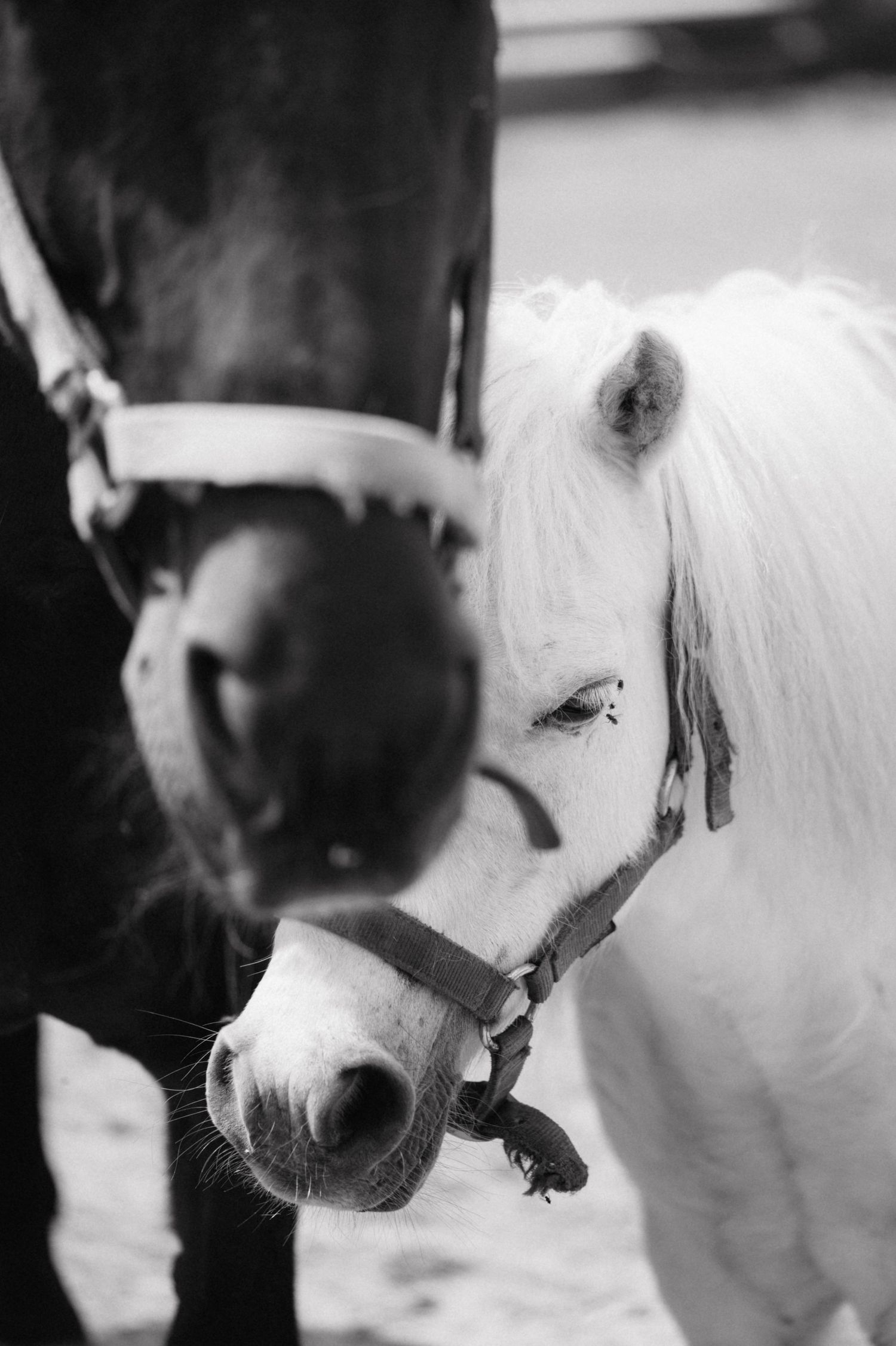 A series of artistic black and white photographs showing close-up views of a white horse's nose and muzzle.