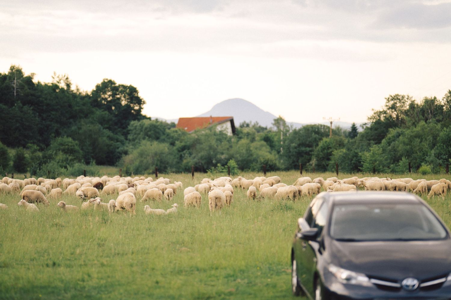 A black car parked in a green field next to a flock of grazing sheep with trees and buildings in the background.
