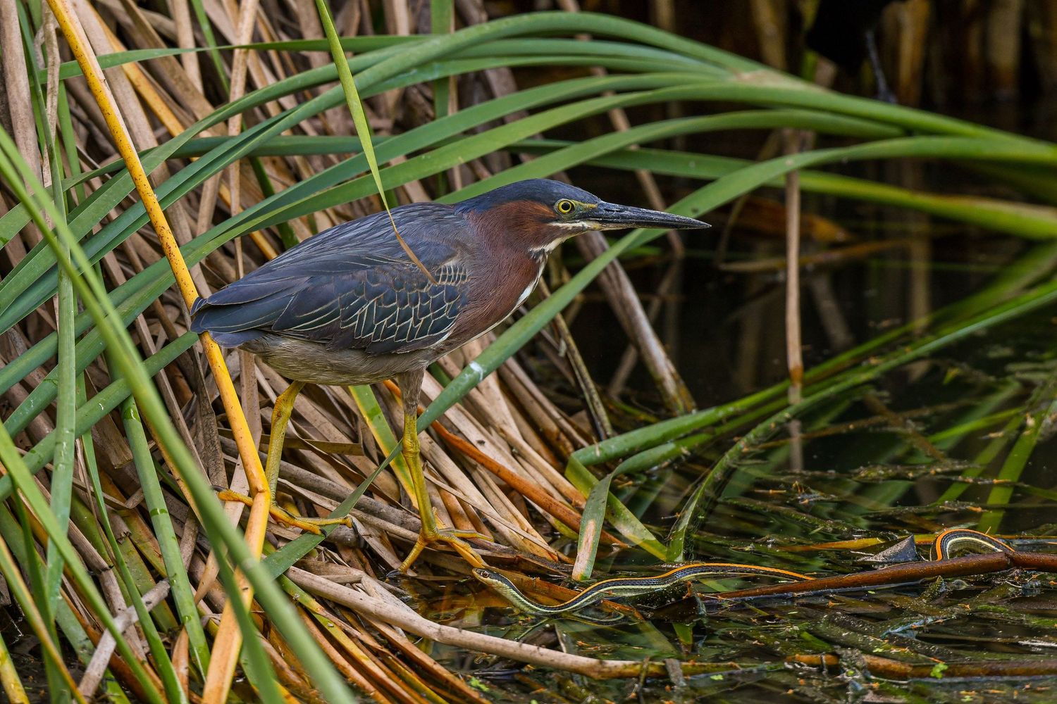 Wildlife: Green Heron
Hugh Ramsey Nature Park
Harlingen,TX