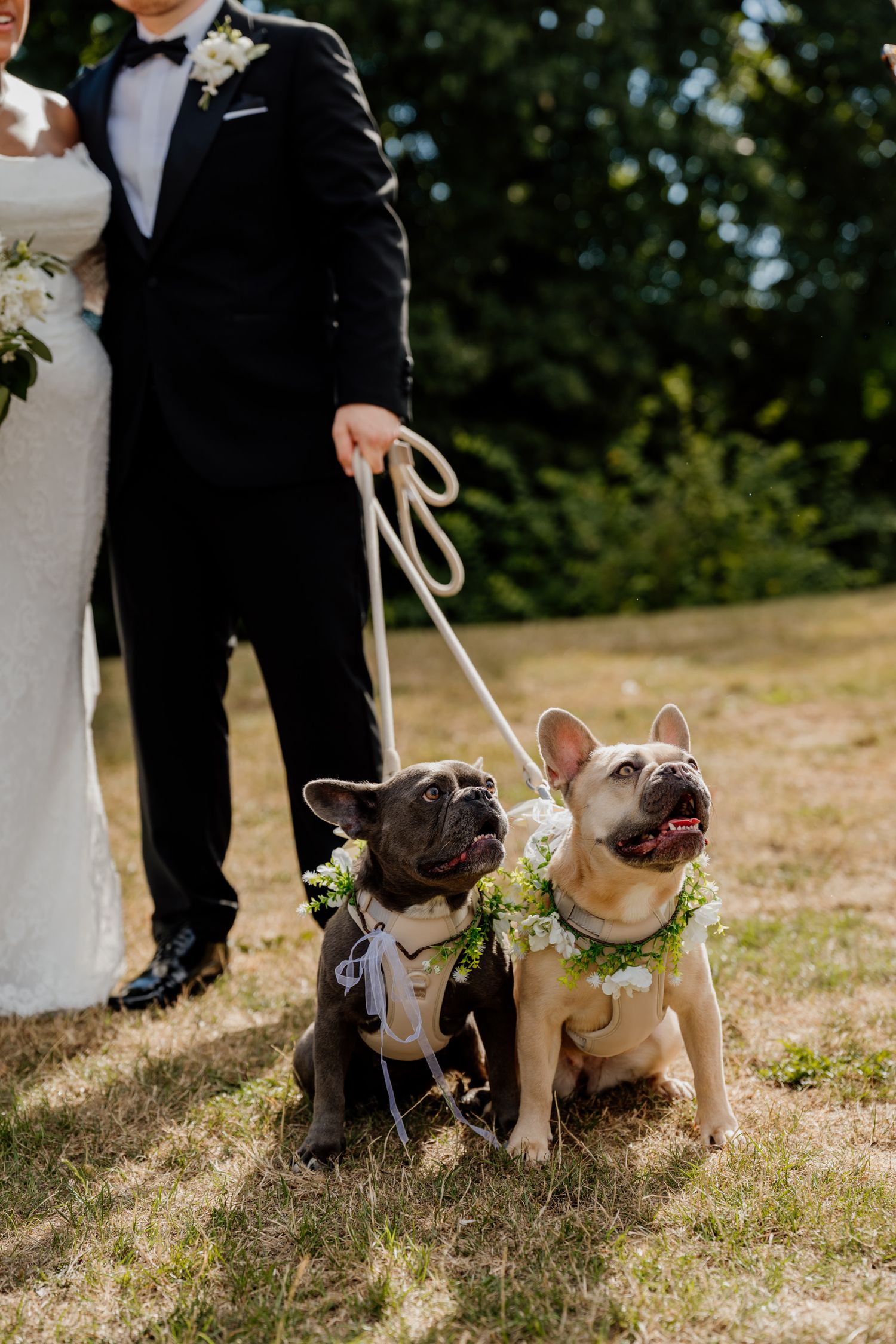 Two French Bulldogs wearing floral collars on leashes held by a bride and groom at an outdoor wedding ceremony.