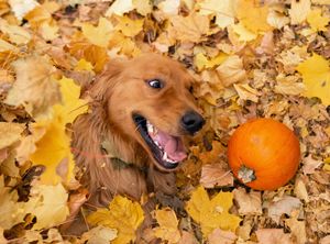 Golden retriever playing in fall leaves with a pumpkin.