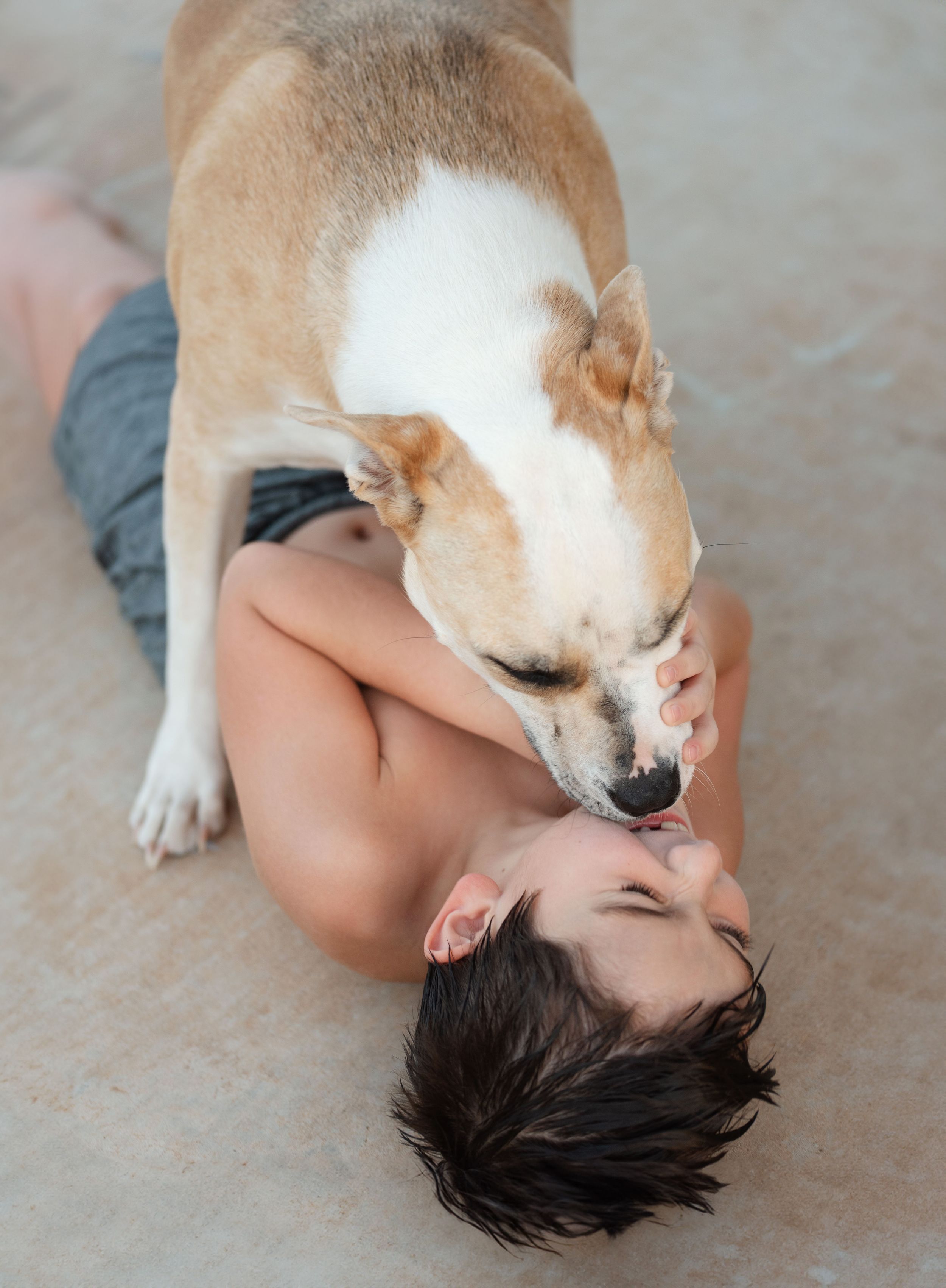 Pit bull licking a child's face.